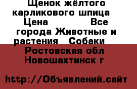 Щенок жёлтого карликового шпица  › Цена ­ 50 000 - Все города Животные и растения » Собаки   . Ростовская обл.,Новошахтинск г.